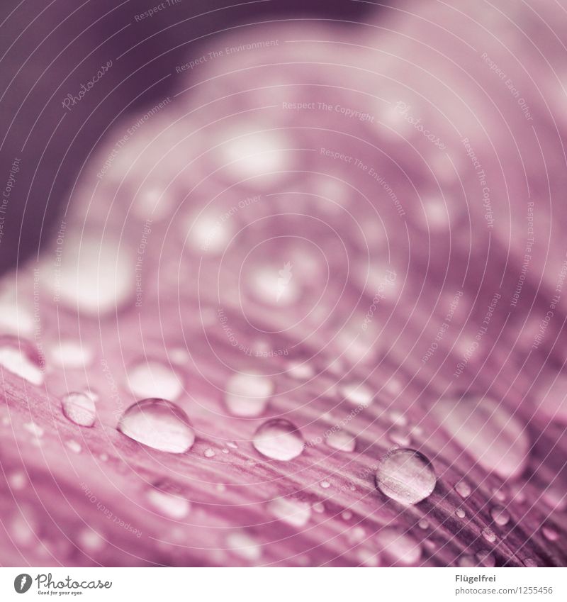 Punkt, Punkt Natur Pflanze Garten violett rosa Landkreis Regen nass Lupe Strukturen & Formen Blatt Blütenblatt Wasser Makroaufnahme Farbfoto Außenaufnahme