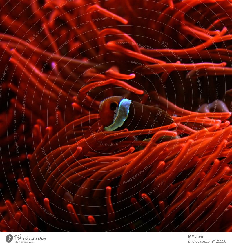 Symbiose Findet Nemo Clownfisch Harlekinfisch Anemonenfische Seeanemonen Aquarium Meerwasser Korallen Korallenriff rot weiß Tarnfarbe Tarnung Streifen Fischmaul