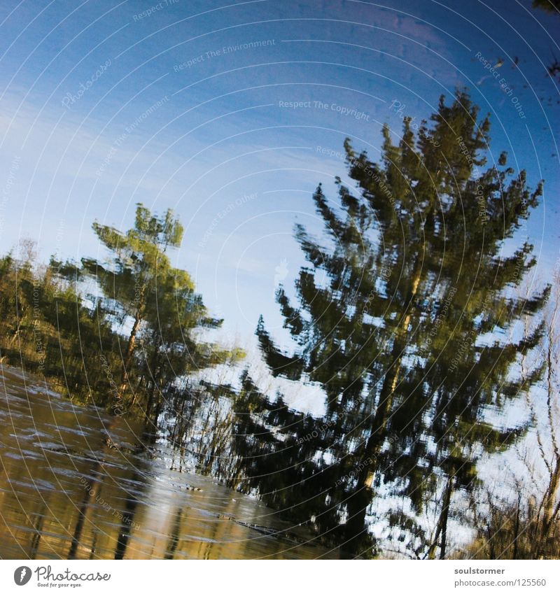 tannensee Baum Spiegel See Frühling Winter kalt nass Ekel Reflexion & Spiegelung braun Quadrat Himmel Tanne Wasser Eis Ast ihh mirror tree blau sky