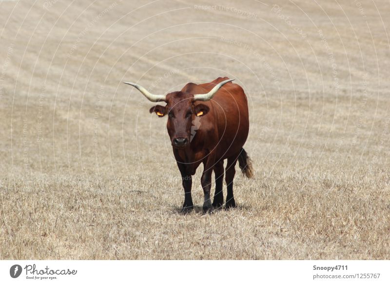 Pure Kraft Natur Schönes Wetter Wiese Nutztier Kuh 1 Tier bedrohlich trocken Wärme braun Gelassenheit geduldig ruhig ästhetisch Klima Umwelt Farbfoto