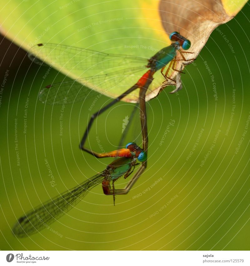 libellenliebe Tier Wildtier Flügel Insekt Libelle Libellenflügel Klein Libelle 2 Tierpaar Herz dünn grün türkis hellgrün Facettenauge Bündnis Fertilisation