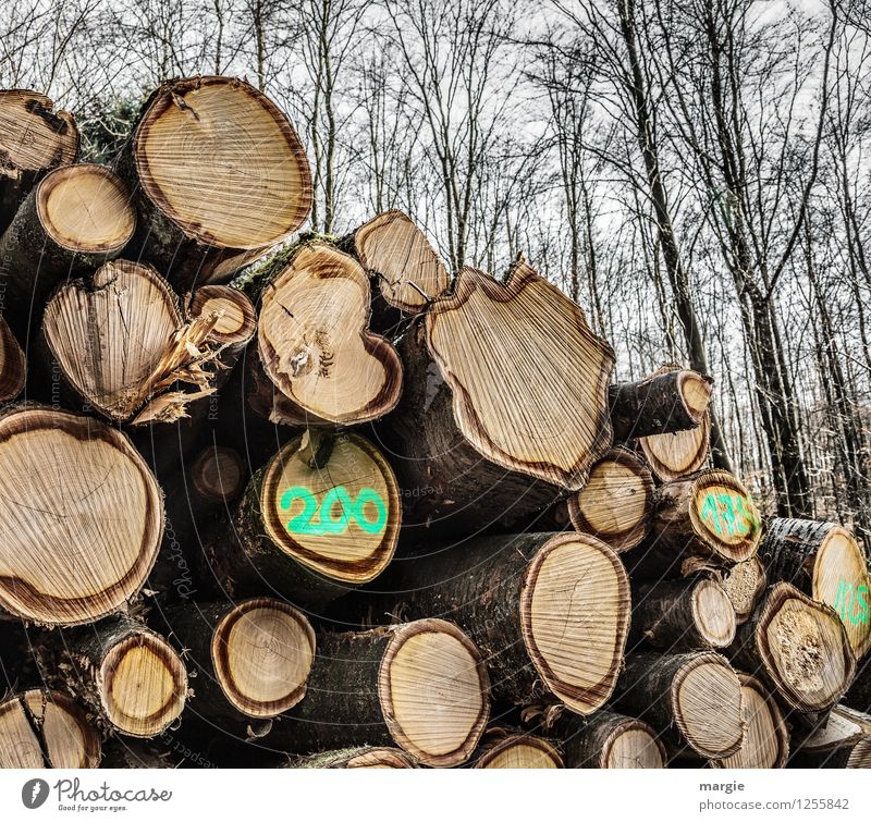 Im Wald ein Stapel Baumstämme mit der Zahl 200 Handwerker Waldarbeiter Förster Holzwirtschaft Erneuerbare Energie Forstwirtschaft Landwirtschaft Industrie