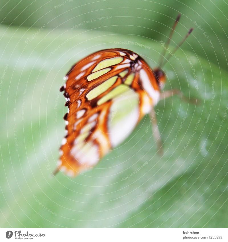 von oben herab Natur Pflanze Tier Frühling Sommer Schönes Wetter Baum Blatt Garten Park Wiese Wildtier Schmetterling Flügel 1 beobachten Erholung fliegen