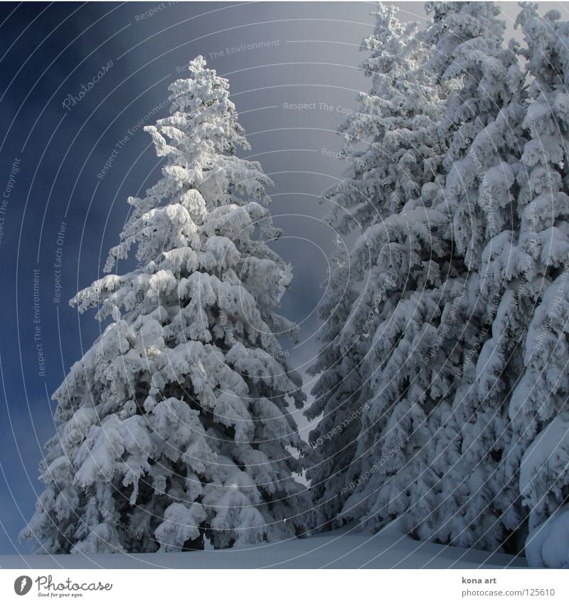 tiefgefroren Winter Kleid Wald Baum kalt Klirren weiß Eis Schnee Winterkleid Himmel Frost Lanschaft Ast Zweig blau Alpen
