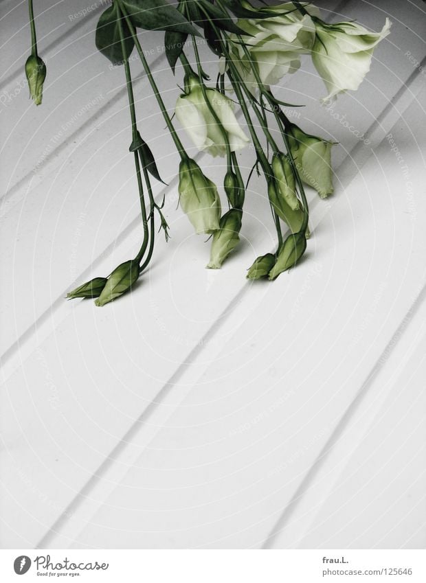 geknickt Blume Blumenstrauß weiß grün Sommer Lysianthos zart Holz Holzbrett kaputt kalt hängen unterkühlt Beerdigung Trauer Dekoration & Verzierung Verzweiflung