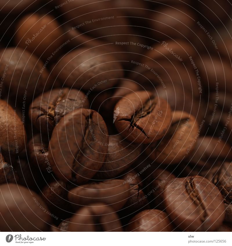 Kaffeebohnen Koffein Brasilien Makroaufnahme Nahaufnahme Bergkaffee Arabica Robusta Stein kaffeegenuss genießen Trinkkultur