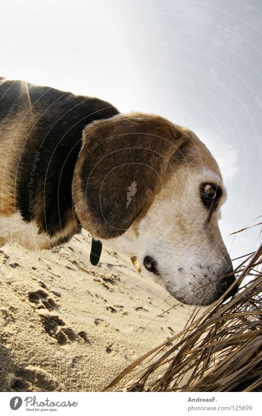 Hund am Strand Beagle Haustier Tier Sommer Winter See Schilfrohr Spuren spionieren Suche Schnauze Hängeohr dreifarbig Fell Tierporträt Jagdhund blenden