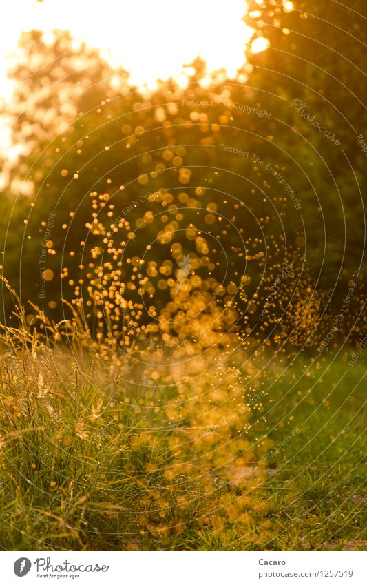 Mückentanz 2 Glück Allergie Erholung ruhig Sommer Sonne Garten Umwelt Natur Pflanze Sonnenaufgang Sonnenuntergang Schönes Wetter Wärme Gras Wiese Stechmücke