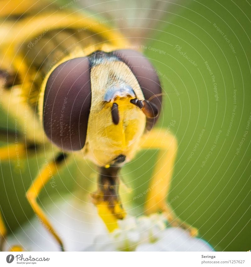 Augen...( Blicke ) der Schwebfliege Pflanze Tier Fliege Tiergesicht 1 fliegen Fressen warten Farbfoto mehrfarbig Außenaufnahme Nahaufnahme Detailaufnahme