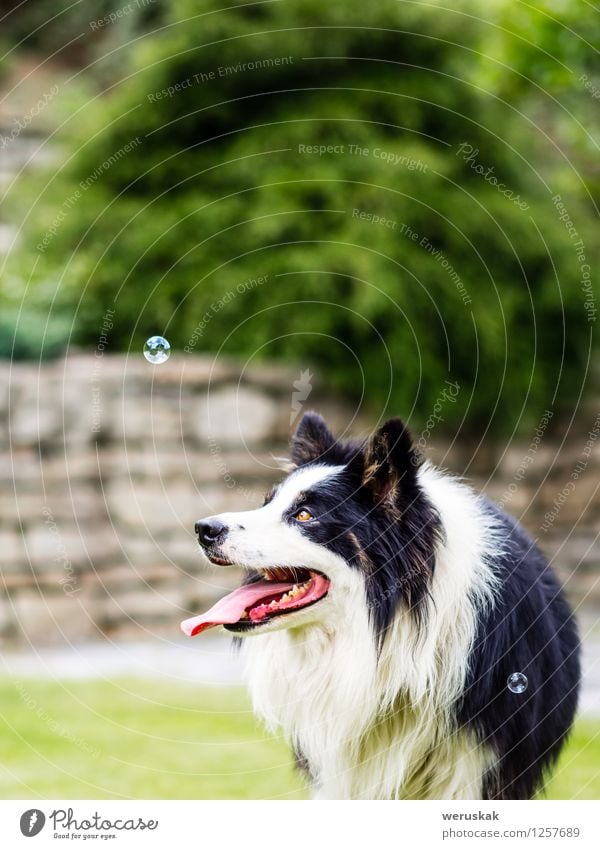 Hund, Border Collie, Blase beobachtend ein lizenzfreies Stock Foto