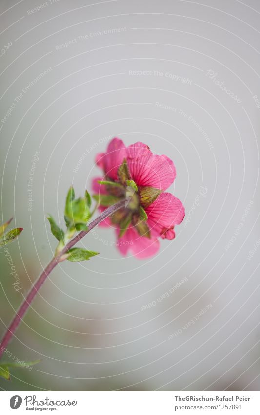 Blume Umwelt Natur Pflanze grau grün violett rosa weiß Blumenstengel Blüte Blatt ästhetisch schick schön ausgestreckt Schwache Tiefenschärfe Garten Farbfoto