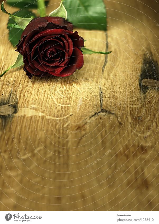Rote Rose auf einem hölzernen, Eichentisch. Design schön Dekoration & Verzierung Schreibtisch Tisch Feste & Feiern Valentinstag Hochzeit Natur Blume Blüte Herz