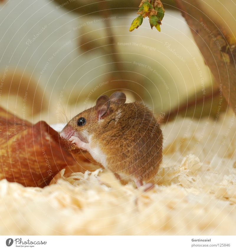 Wenn Mäuse Schweine fressen Haustier Maus Tiergesicht Fell 1 Fressen klein niedlich braun Knopfauge angefressen nagen Nagetiere winzig Terrarium Säugetier