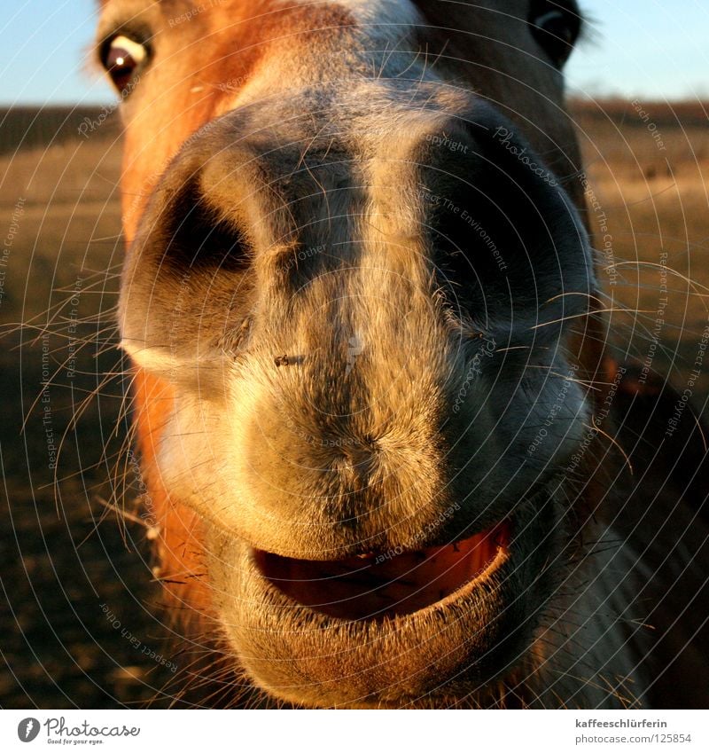 Schnuffelpferd Pferd Nüstern Feld Abendsonne Physik Säugetier Maul Wärme Nahaufnahme Nase