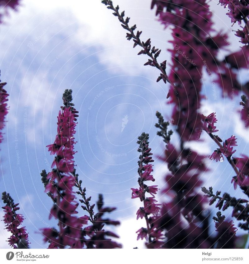 blühendes Heidekraut auf der Froschperspektive vor blauem Himmel mit Wolken Bergheide Blüte Blume Heidekrautgewächse Lüneburger Heide rosa klein grün braun weiß