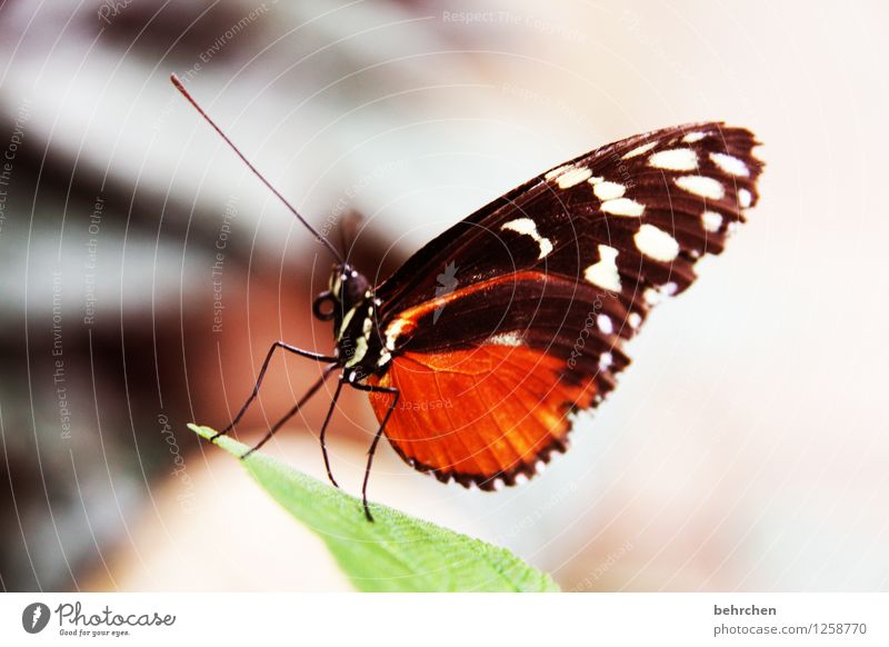 fliegengewicht Natur Pflanze Tier Frühling Sommer Schönes Wetter Baum Sträucher Blatt Garten Park Wiese Wildtier Schmetterling Tiergesicht Flügel Facettenauge 1