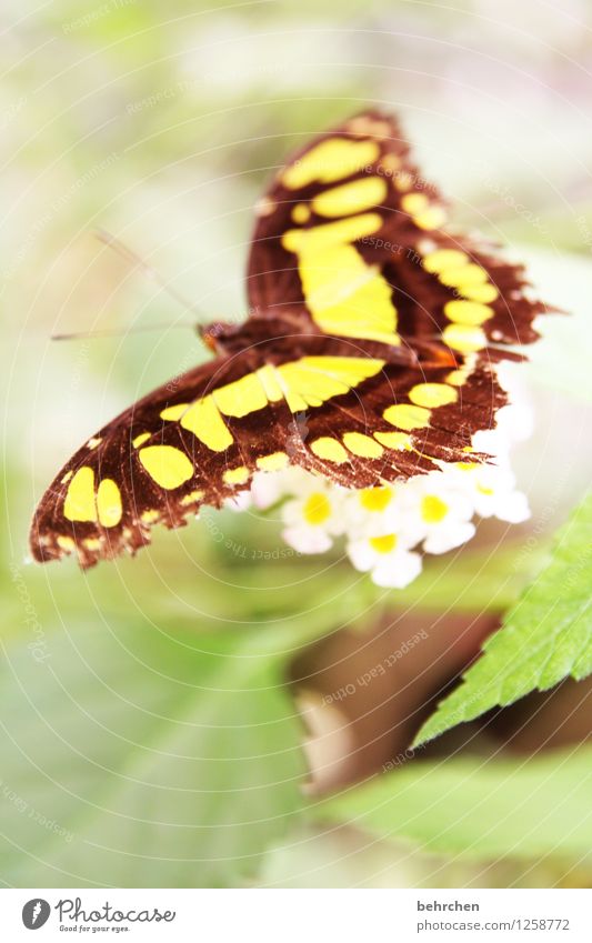 malachit Natur Pflanze Tier Baum Blume Sträucher Blatt Blüte Garten Park Wiese Wildtier Schmetterling Flügel 1 beobachten Blühend Duft Erholung außergewöhnlich