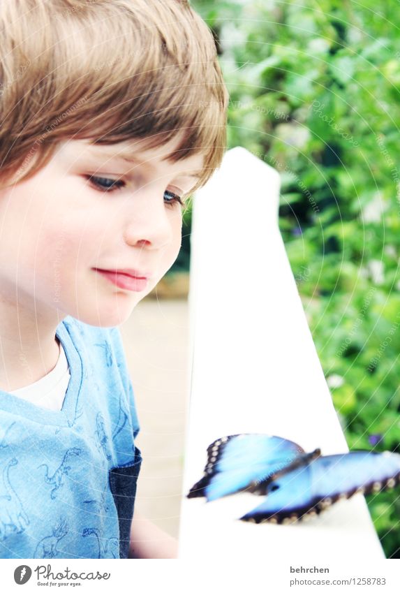 A (lles und so viel mehr) Kind Junge Kindheit Haare & Frisuren Gesicht Auge Nase Mund Lippen 3-8 Jahre Schmetterling blauer morphofalter beobachten entdecken