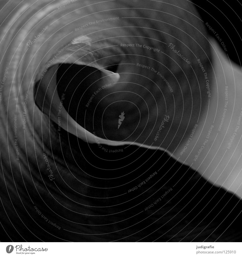 Form Schneckenhaus Muschel Meer schwarz weiß grau Haus Geborgenheit Spirale gedreht Garnspulen harmonisch ruhig Tonnenschnecke Atlantik Architektur