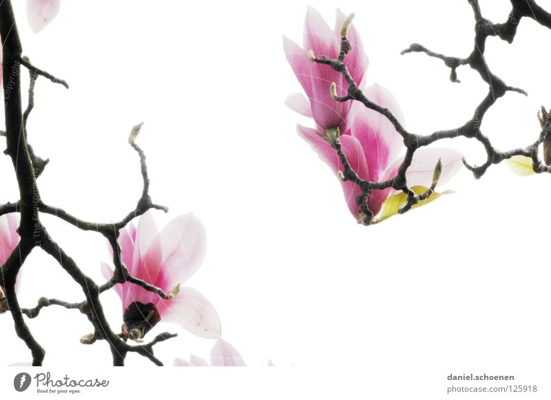 Gegenlichtmagnolie weiß abstrakt Baum Magnoliengewächse Frühling Pflanze rosa rot Licht Hintergrundbild Blüte Blütenblatt Ast Blütenknospen Makroaufnahme hell