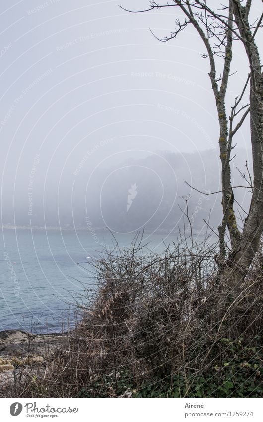 zurückblicken Landschaft Nebel Küste Strand Bucht Meer Ärmelkanal England ästhetisch blau grau türkis Farbfoto Außenaufnahme Textfreiraum links