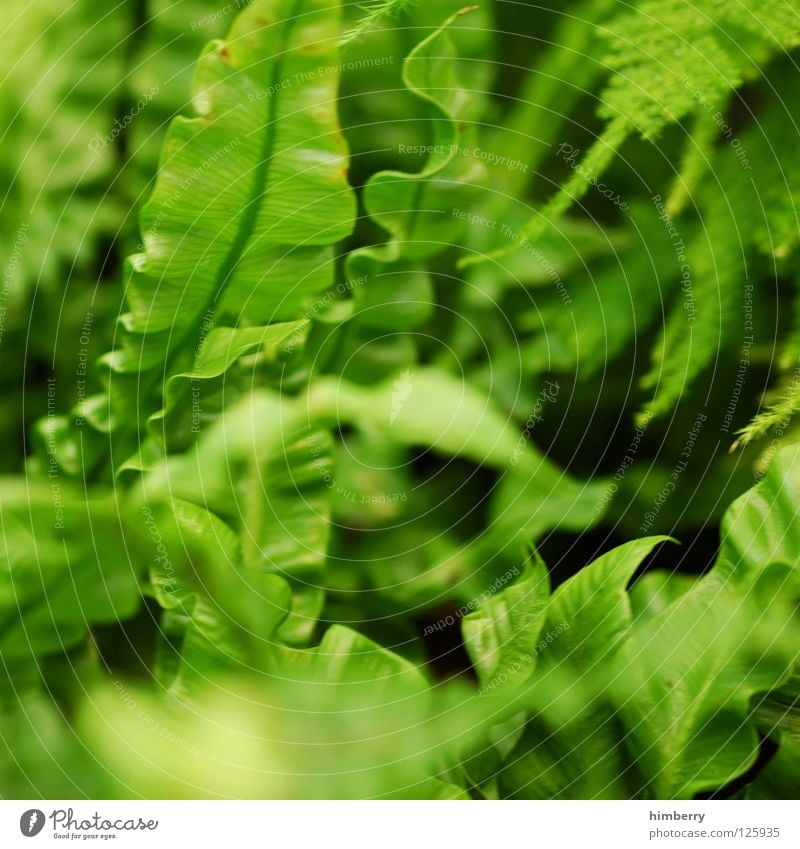 blattwerk Blatt grün Florida Botanik Urwald Hintergrundbild Park Ferien & Urlaub & Reisen frisch Gefäße Farbverlauf mehrfarbig Frühling Makroaufnahme