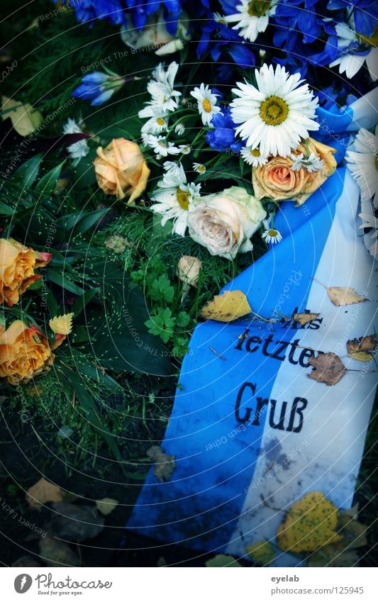 Ein letzter Gruss Friedhof Blume Grab Beerdigung Tod Schmuck Grabschmuck Kranz Blumenkranz Gesteck Blatt Herbst weiß Rose Sarg ruhig Trauer Verzweiflung Verfall