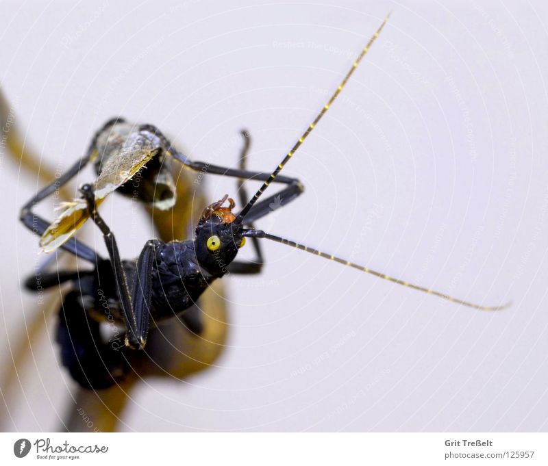 Pfefferschrecke Insekt Terrarium Körperhaltung schwarz gelb hängen Schrecken Auge