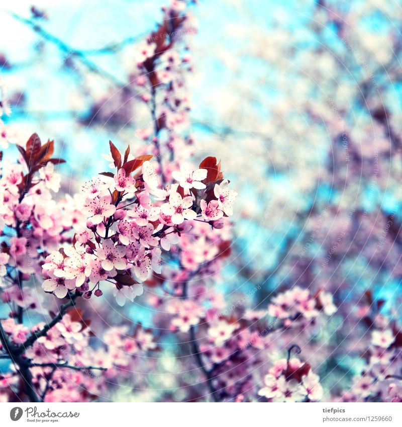 Krischblüte Frühling Blüte retro rosa Kirschblüten Kirschbaum knospen Zweig Kirsche krischbluete Quadrat cherry Blauer Himmel Retro-Farben Blütenknospen