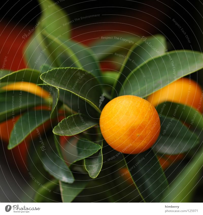 mandarina noon soon Frucht Mandarine Orange Baum Pflanze Vitamin Gesundheit Garten Balkon Terrasse Design Topf zittrig Zeitreise Zitrusfrüchte Zimmerpflanze