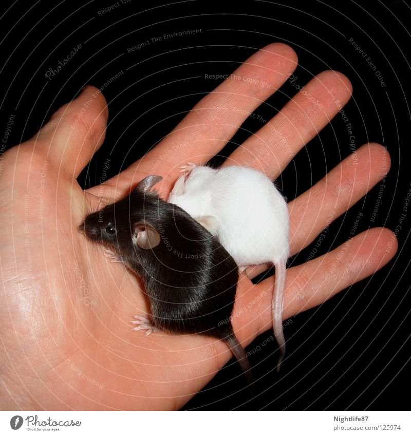 Black and White schwarz weiß böse klein süß Haustier Ratte Schädlinge Plage Hand Nagetiere Tier Mausefalle Versteck Kuscheln dunkel Gegenteil Schwanz Säugetier