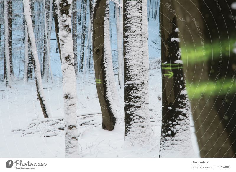Streifenbäumchen Baum Wald Winter weiß schwarz grün Richtung Einsamkeit Neonlicht Deutschland Schnee Schilder & Markierungen Was soll ich tun Förster