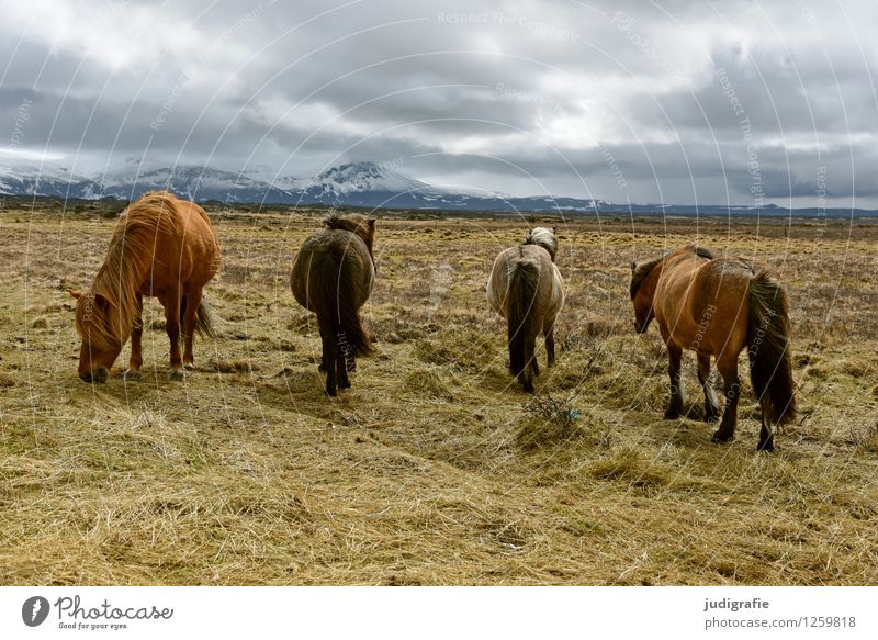 Island Umwelt Natur Landschaft Himmel Wolken Klima Berge u. Gebirge Schneebedeckte Gipfel Tier Wildtier Pferd Island Ponys 4 Fressen natürlich wild Stimmung