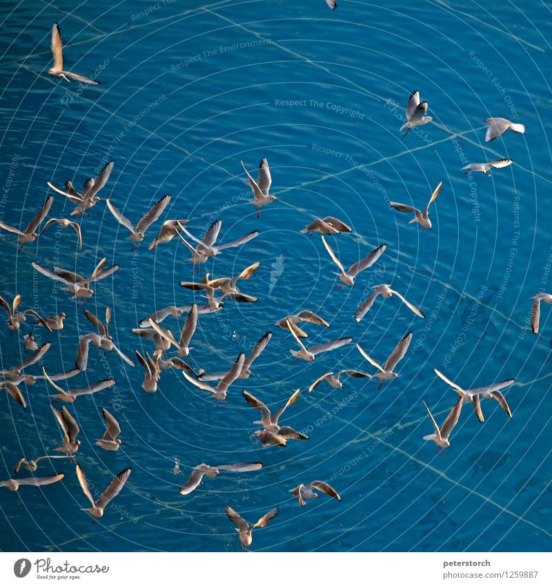 Möwengewimmel 2 Ferien & Urlaub & Reisen Möwenvögel Schwarm fliegen ästhetisch elegant frei Zusammensein Geschwindigkeit blau Leben Beginn Bewegung Leichtigkeit