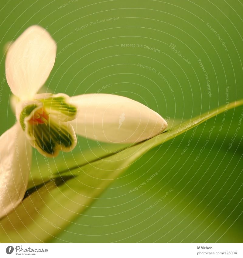 Ventilator Schneeglöckchen Blume Pflanze Blüte Blütenkelch grün weiß Frühling Knollengewächse offen Makroaufnahme Nahaufnahme Winter Milchblume