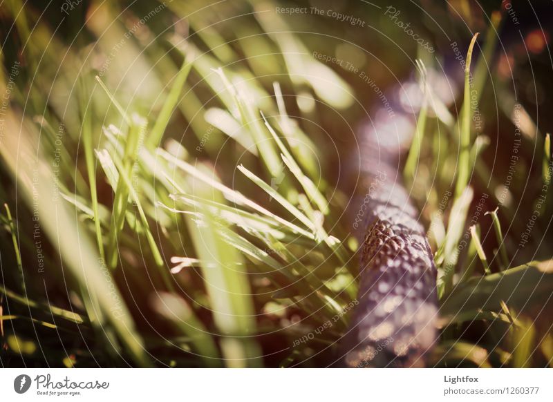 Rekel Snake Tier Haustier Wildtier Schlange Genauigkeit Mut Umwelt Umweltschutz krabbeln Schlangenlinie grau Gras Platzangst Gift beißen Farbfoto Außenaufnahme