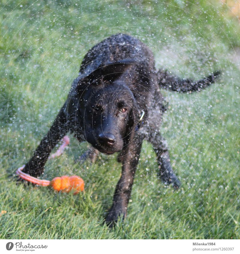 Badespaß Natur Schönes Wetter Garten Park Wiese Tier Haustier Hund 1 Freude Abenteuer "Labrador schwarz," schütteln wild Farbfoto Außenaufnahme Nahaufnahme