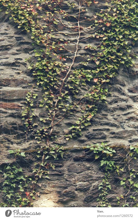 Klettermaxe Natur Sommer Pflanze Sträucher Blatt Grünpflanze Efeu Kletterpflanzen Mauer Wand grau grün Ranke Stein Farbfoto Gedeckte Farben Außenaufnahme