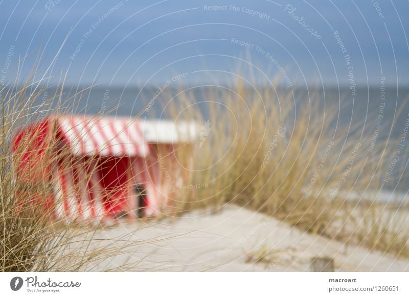Urlaub Strandkorb Ferien & Urlaub & Reisen Ostsee See Meer Wasser Gewässer Sand Sandstrand Stranddüne Schilfrohr Gras grün Sommer rot weiß gestreift
