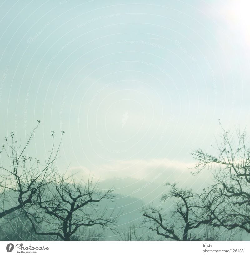 BOSCOP IN JAPAN Baum Nebel Himmel Winter kalt eigenwillig Gärtnerei Vordergrund Hintergrundbild weich zart verweht Sandverwehung krumm Tanne Wald Tentakel