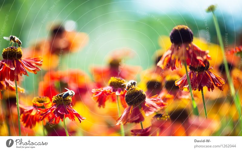Bienenparadies Umwelt Natur Landschaft Pflanze Tier Sonne Sonnenlicht Frühling Sommer Klima Wetter Schönes Wetter Blume Blüte Garten Park Nutztier Flügel