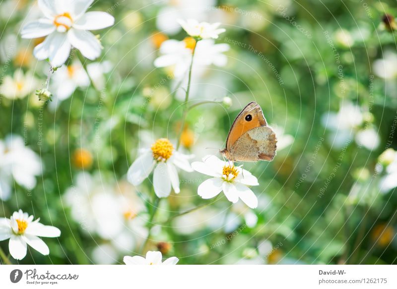 Sommerbote Ferien & Urlaub & Reisen Umwelt Natur Landschaft Pflanze Tier Sonne Frühling Schönes Wetter Blume Blüte Garten Nutztier Schmetterling 1 Blühend Duft
