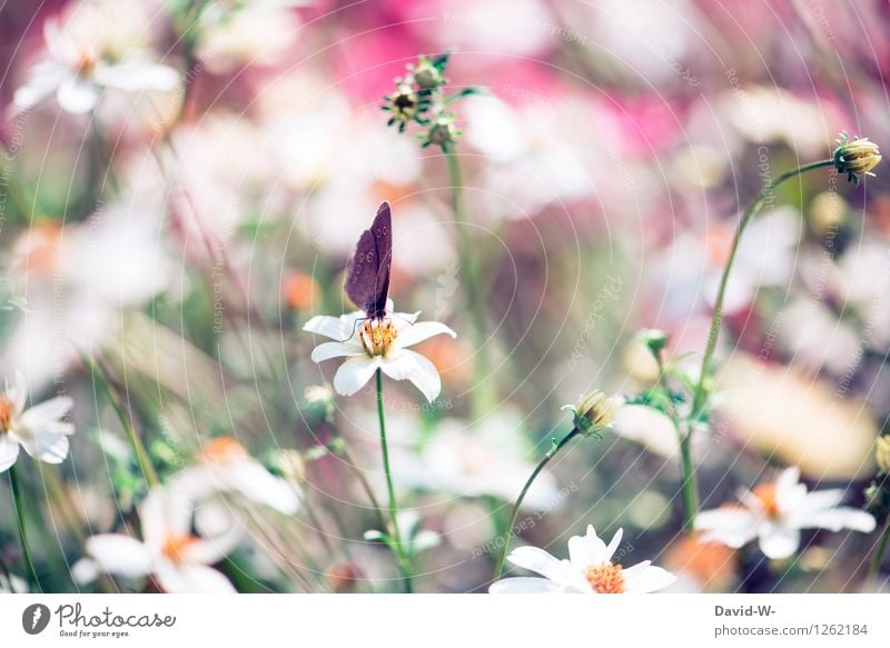 Schmetterling Kunst Künstler Maler Umwelt Natur Landschaft Frühling Sommer Schönes Wetter Pflanze Blume Blüte beobachten Blühend Duft fantastisch Gefühle