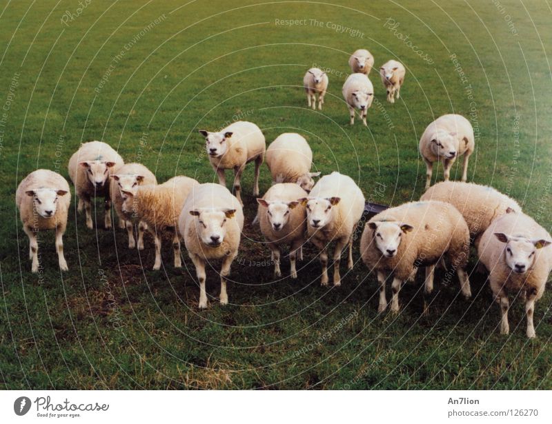 Määäh ihr Schafe Ameland Wolle grün 17 mäh Säugetier Weide