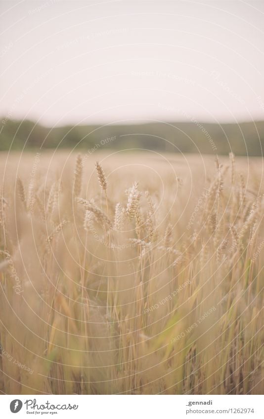 Getreide Umwelt Natur Landschaft Urelemente Pflanze Nutzpflanze Weizen Weizenfeld authentisch Feld Halm Farbfoto Außenaufnahme Menschenleer Textfreiraum oben