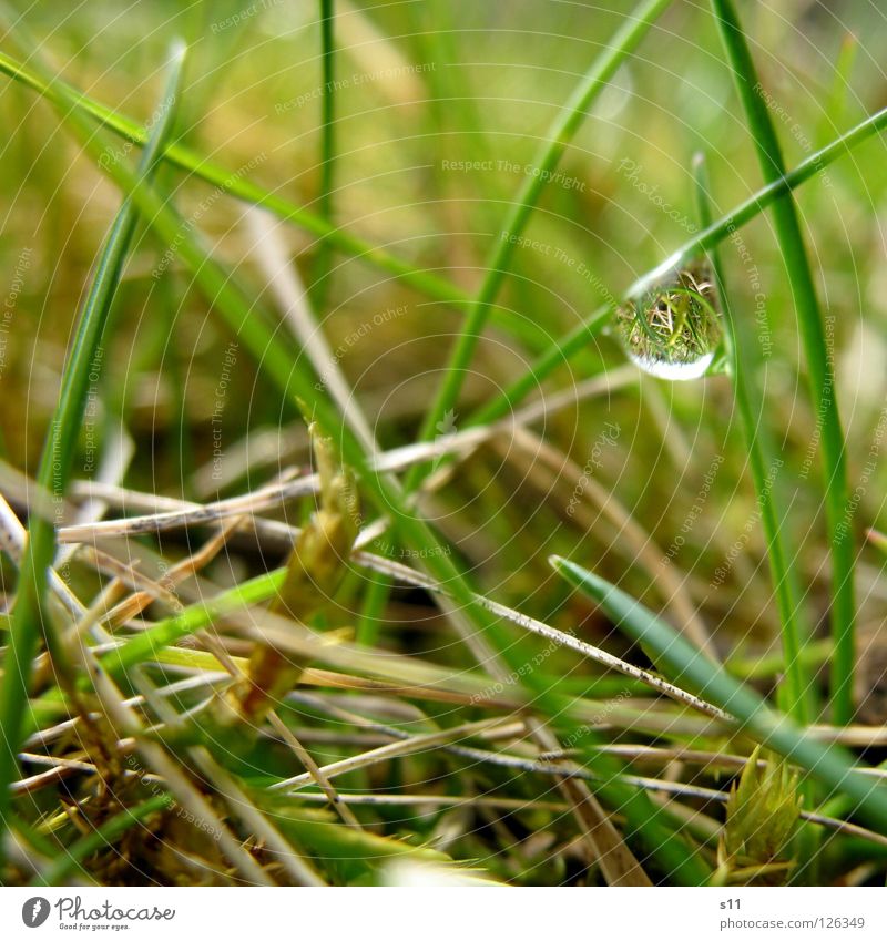 Kleine Verdrehte Welt Spiegel Natur Pflanze Wasser Wassertropfen Gras Wiese drehen nass Geschwindigkeit braun grün Vergänglichkeit grasgrün hellbraun beige