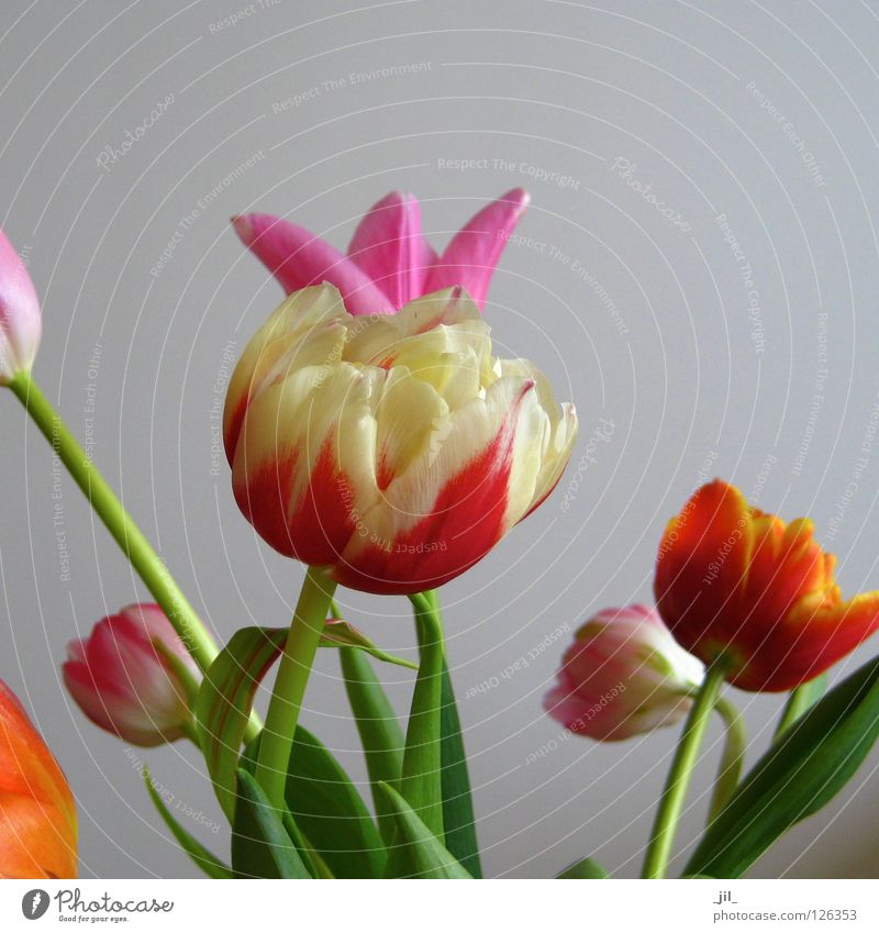 tulips Tulpe Blüte Blume mehrfarbig Verschiedenheit Leben Vielfältig durcheinander Mischung Humor verkleiden Krone gelb rot rosa grün grau schön mehrere prall