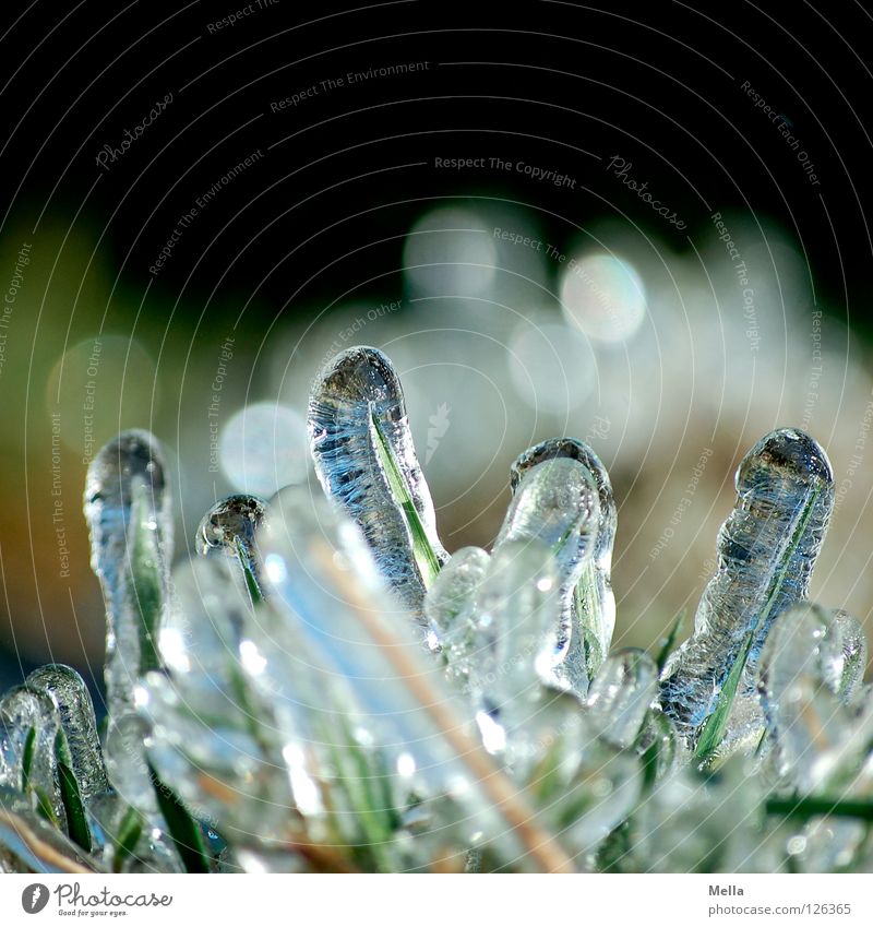 Frühlingseis I Umwelt Natur Pflanze Winter Eis Frost Gras Halm Glas glänzend frisch kalt nachhaltig natürlich rein gefroren Farbfoto Außenaufnahme Tag