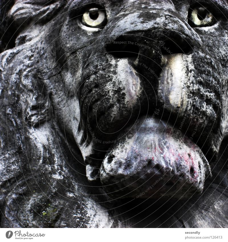 ergrauter Löwe Saurer Regen Statue Trauer schwarz Tier Verzweiflung Säugetier historisch Stein Traurigkeit Tränen alt Auge