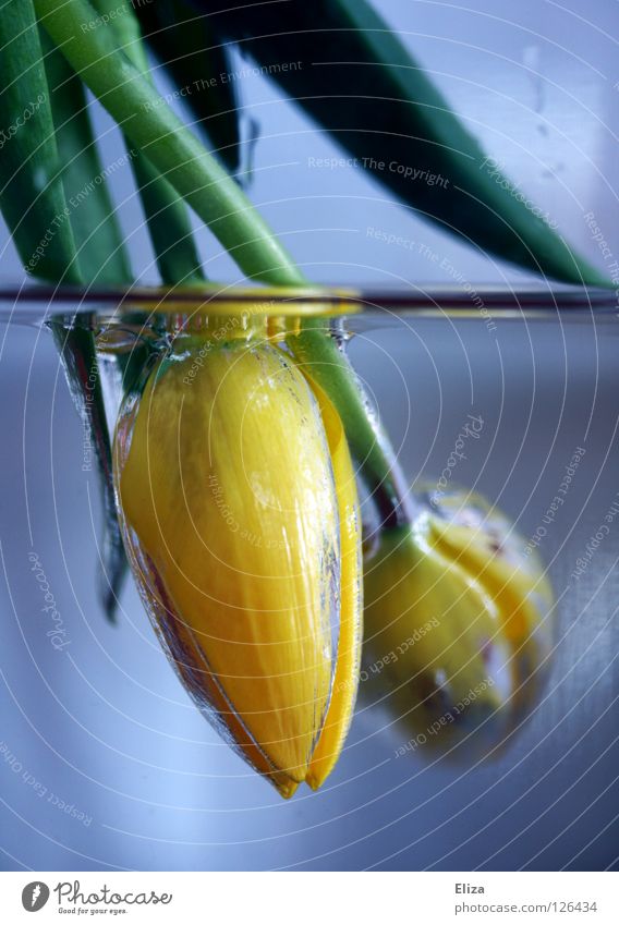 Mama, die Blumen waren durstig.. Tulpe Vase gelb Stengel tauchen ertrinken Frühling Blüte aufsaugen verkehrt entgegengesetzt außergewöhnlich Luftblase Wasser